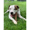 spot-spot-bam-bones-plus-easy-grip (1).jpg