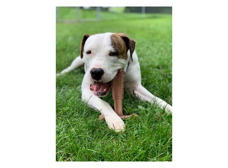 spot-spot-bam-bones-plus-easy-grip (1).jpg