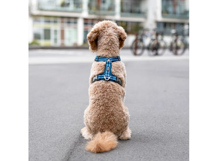 Lifestyle-Comfort Walk Air Harness_2.jpg