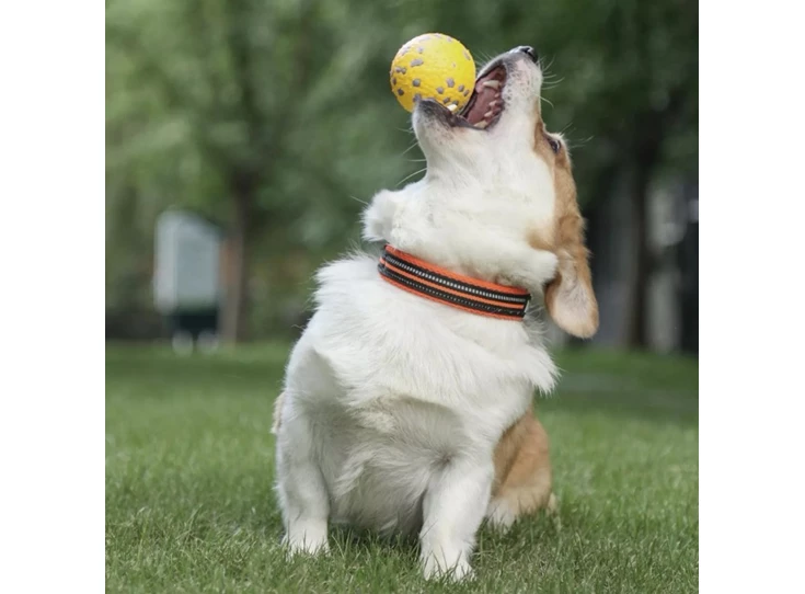 S8hx6C6UEyZvVDzBXNpx normaal.jpeg