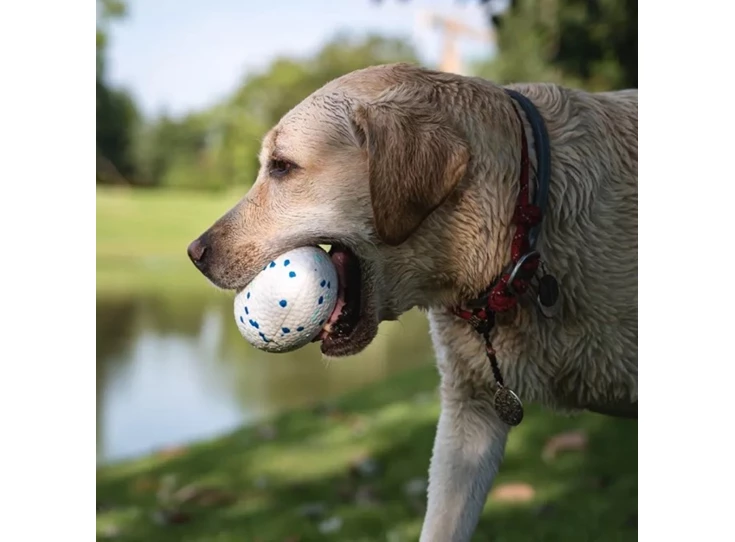 kFpzPbnIx9in3km6GYl7 normaal.jpeg